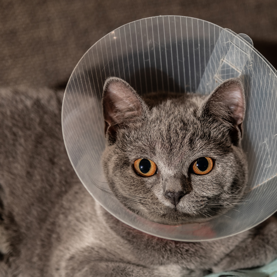 Фото из открытых источников. Кошка в послеоперационном воротнике