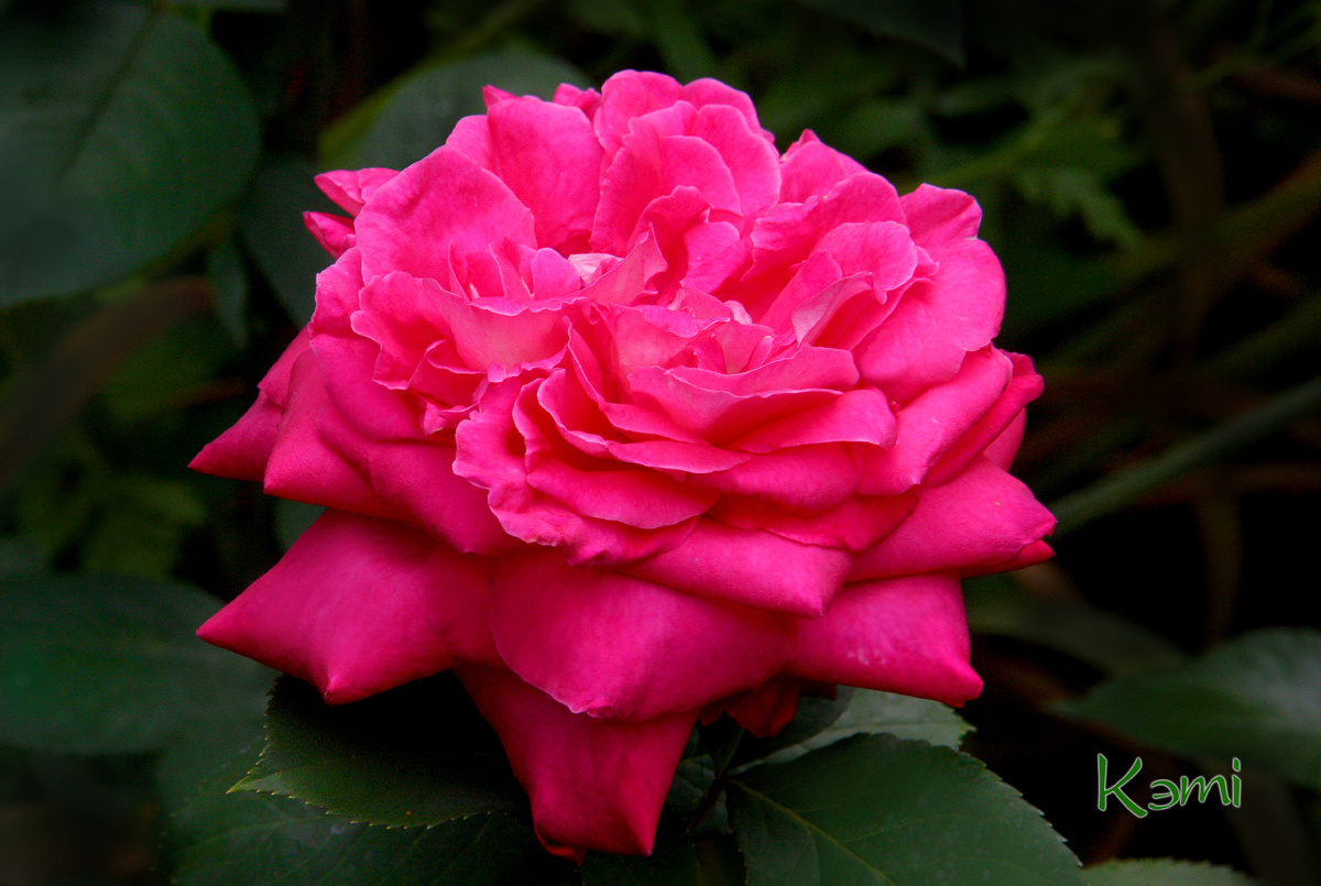 Роза сорта Акапелла - классика чайно-гибридных роз.