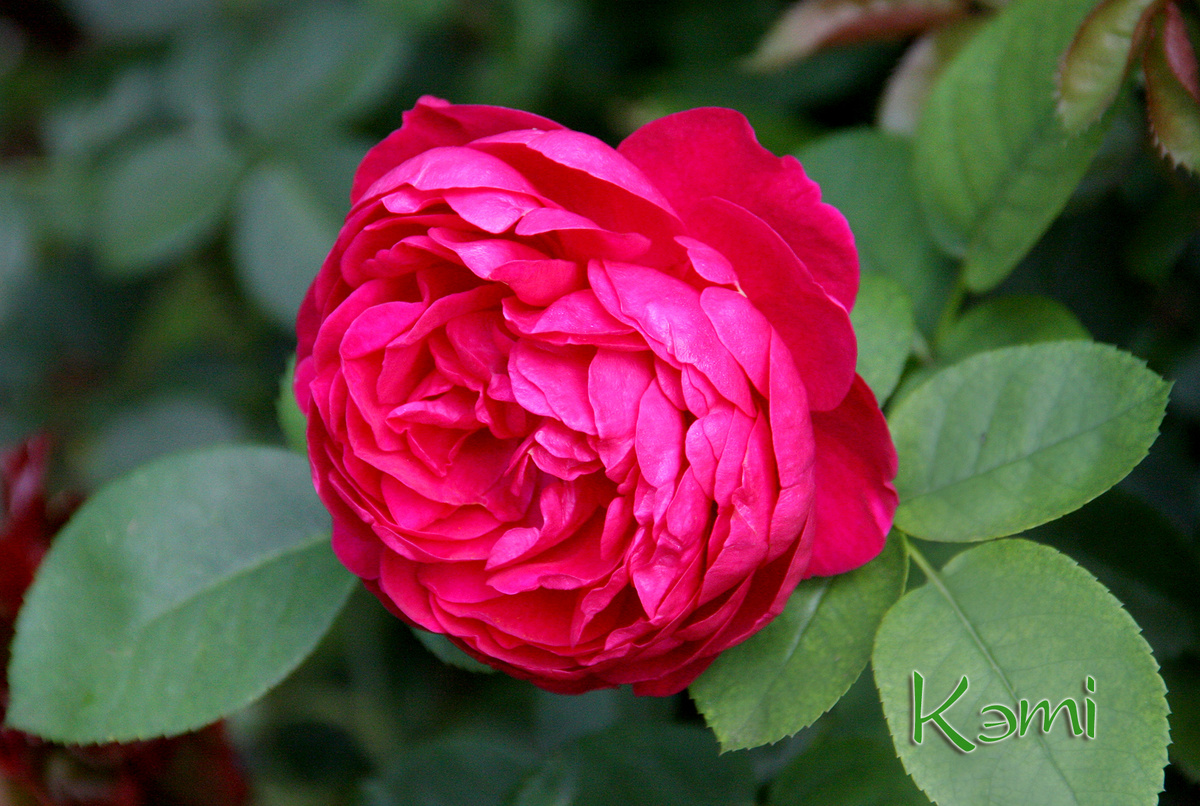 Типичная чайно-гибридная роза с признаками пернецианских роз - сорт Аскот.