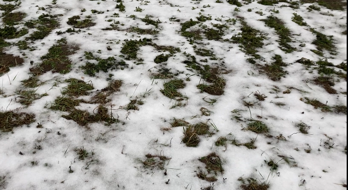 Это остатки снега на картофельном поле. А в Москве вообще черным-черно...