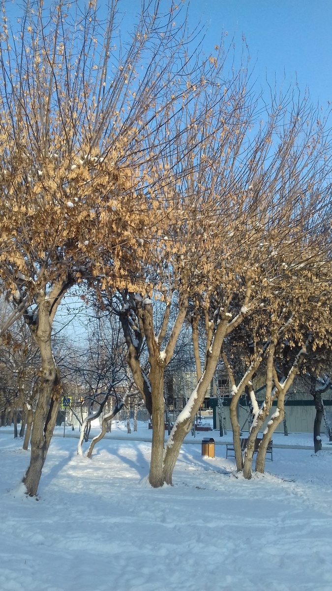Деревья в Красноярске.  Зима.Фото автора.