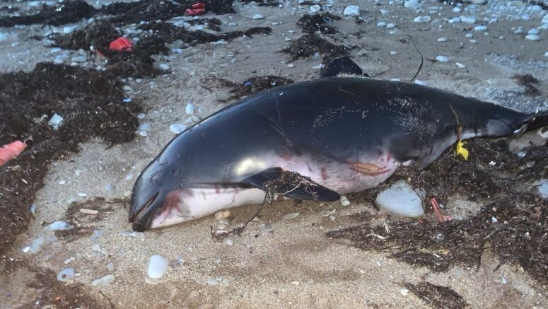    Фото: t.me/delfacenter