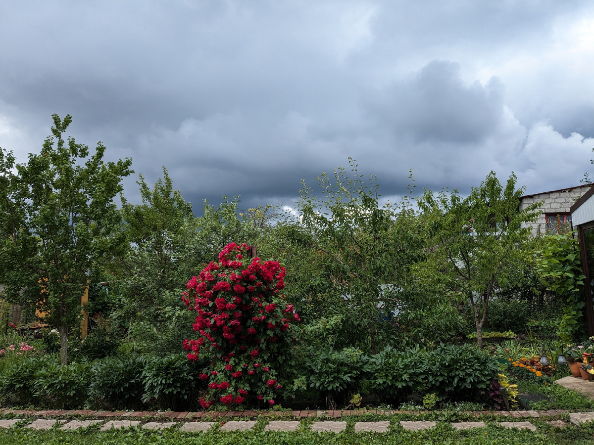 Вид на плодовый сад