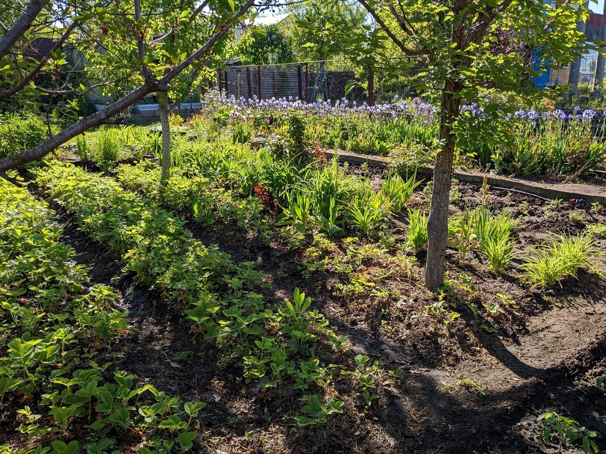Клубничные грядки из-за разросшегося плодового сада ушли в тень