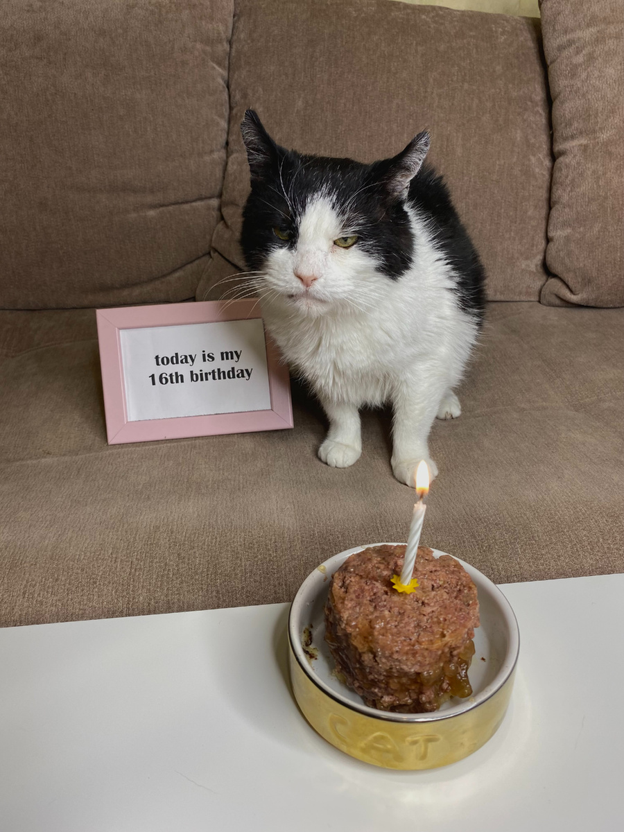 Фото автора. Кот Цедрик в день своего шестнадцатилетия