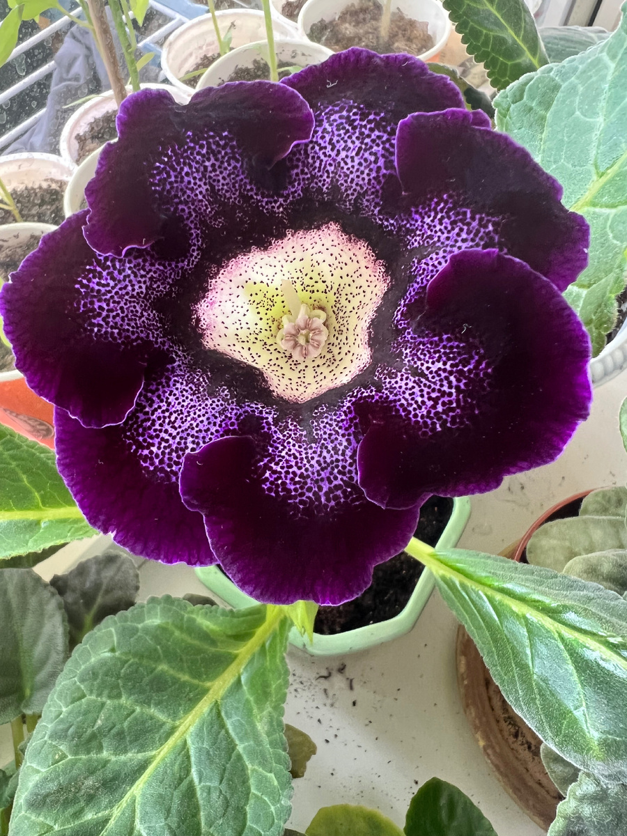 Эта выращена из клубня.