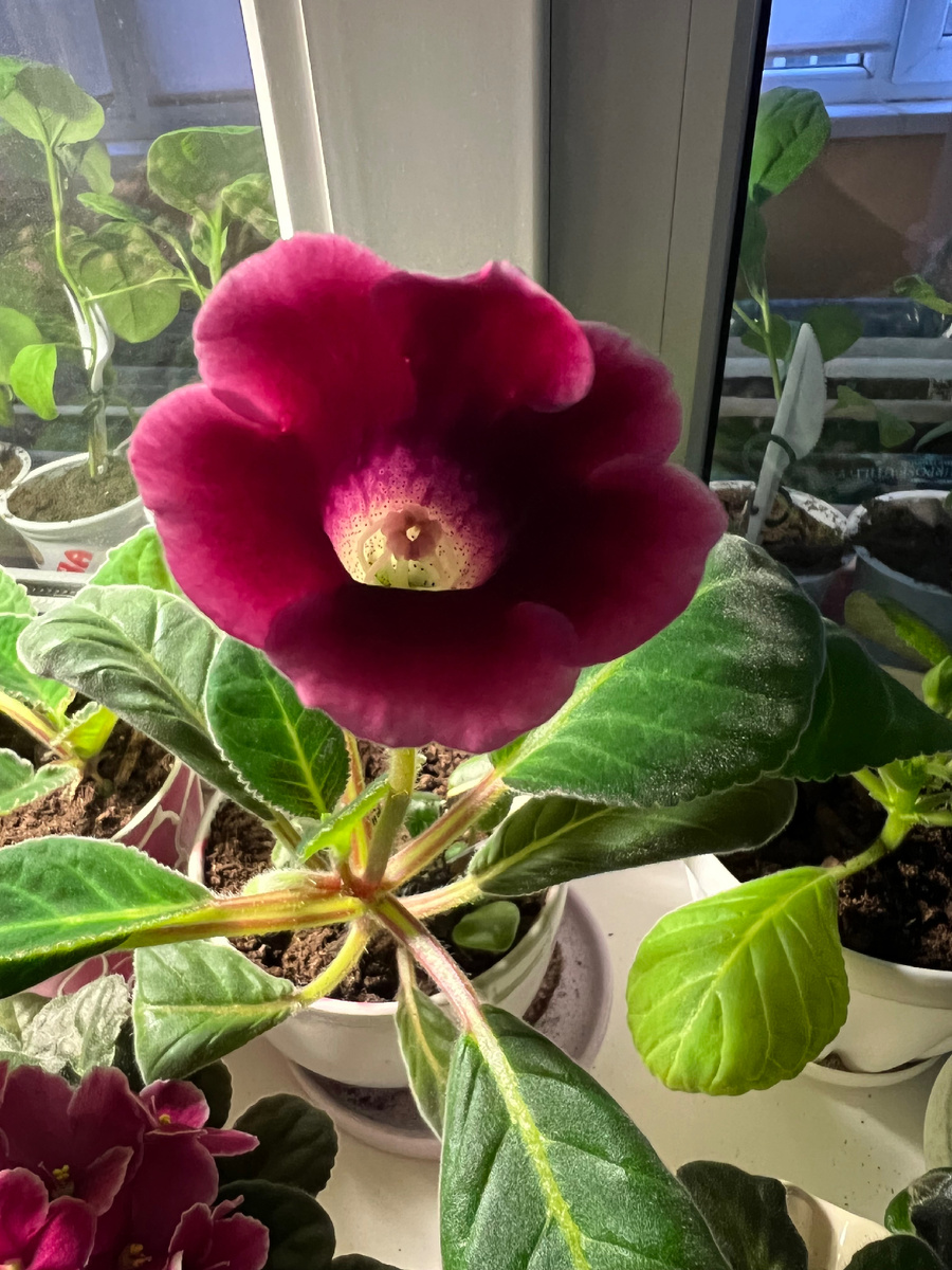 Эта выращена из семян.