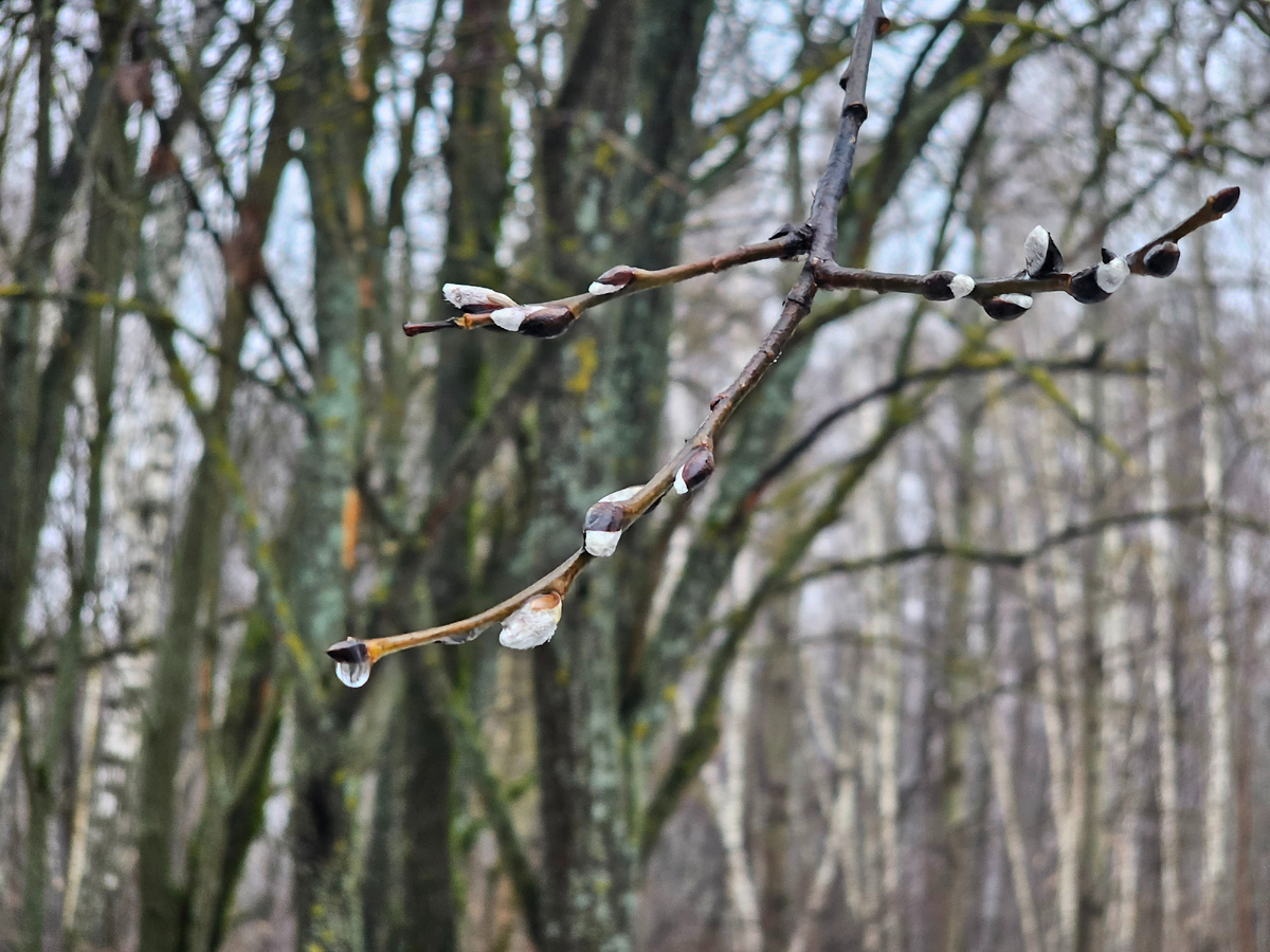 Ива проснулась в середине января