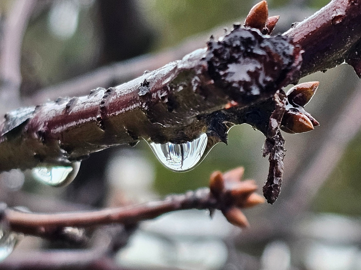 Вишня в саду. Опять не будет урожая.  Снег в мае 2024 года уничтожил все цветы, а сейчас весна в январе, хорошего не жди(((