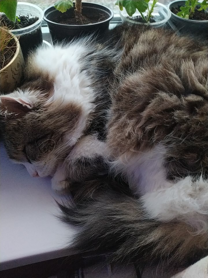 Спящий Тихон просто для заставки. 