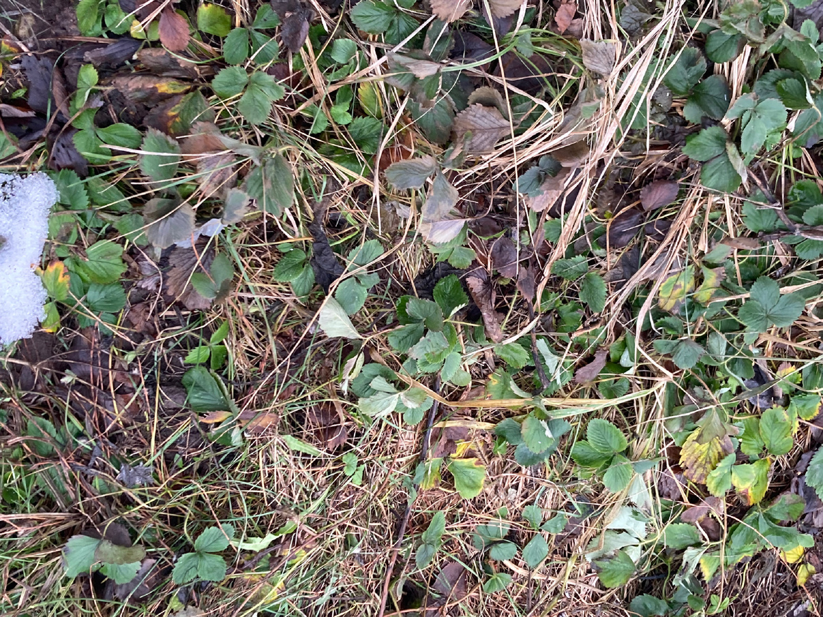 11.01.2025 на моей даче