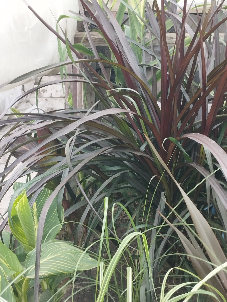 Фото с моего участка