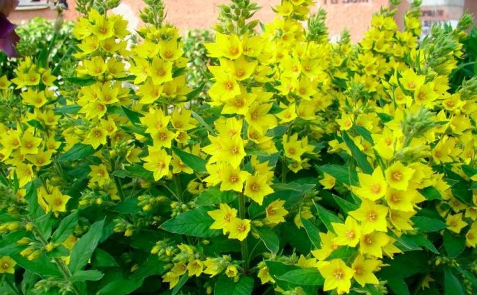 Вербейники — очаровательные цветы, которые станут украшением любого сада. Они не требуют особого ухода, что делает их особенно привлекательными для начинающих садоводов. Давайте подробнее рассмотрим, какие виды вербейников существуют, где их лучше сажать и как правильно ухаживать за этими удивительными растениями.
Вербейник — это травянистое растение, которое может быть однолетним, двулетним или многолетним. Его побеги бывают ползучими или прямостоячими, а листья — простыми, цельнокрайними, очередными, супротивными или мутовчатыми. Цветки вербейника могут располагаться как в составе щитковидных или колосовидных метелок, так и в виде одиночных пазушных бутонов. Их окрас варьируется от желтого до белого и светло-розового оттенков. Плод вербейника — коробочка яйцевидной или шаровидной формы.
Вербейник тесно связан с такими культурами, как млечник, примула, цикламен с Это неприхотливое растение, которое, несмотря на свой неброский внешний вид, пользуется большой популярностью у садоводов. Его пышное и продолжительное цветение делает его особенно привлекательным.
Наиболее распространённым в природе и часто встречающимся в наших садах является вербейник обыкновенный Он образует широкий куст с прямыми, прочными, слегка опушёнными стеблями, достигающими в высоту до 1 метра. Овальные листья расположены супротивно по несколько штук. Цветение вербейника обыкновенного длится с июня по август, когда на стебле появляются небольшие ярко-жёлтые цветки. Во время цветения куст выглядит особенно эффектно, покрываясь удлинёнными соцветиями жёлтого цвета.