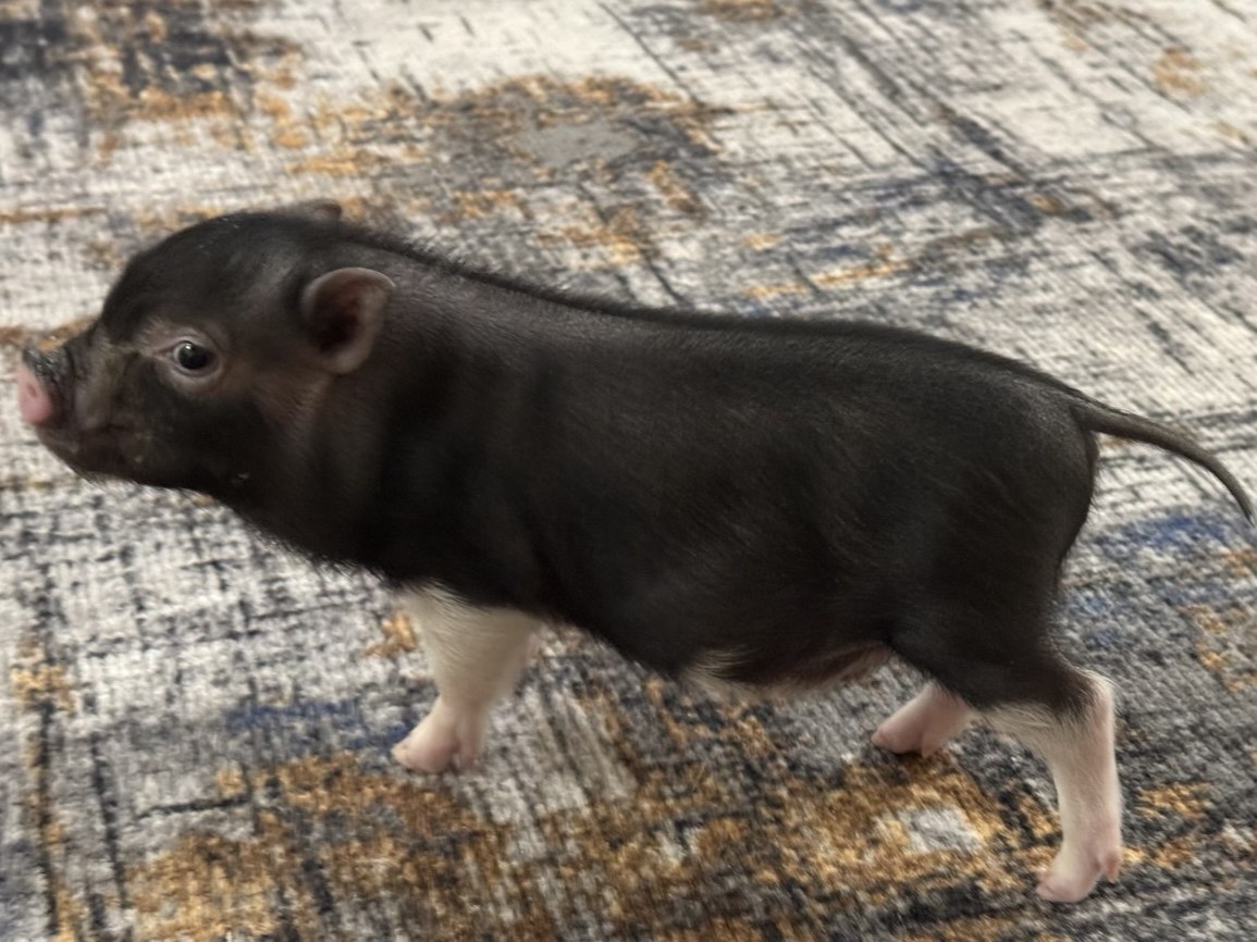 Привет! Это я, Герман!