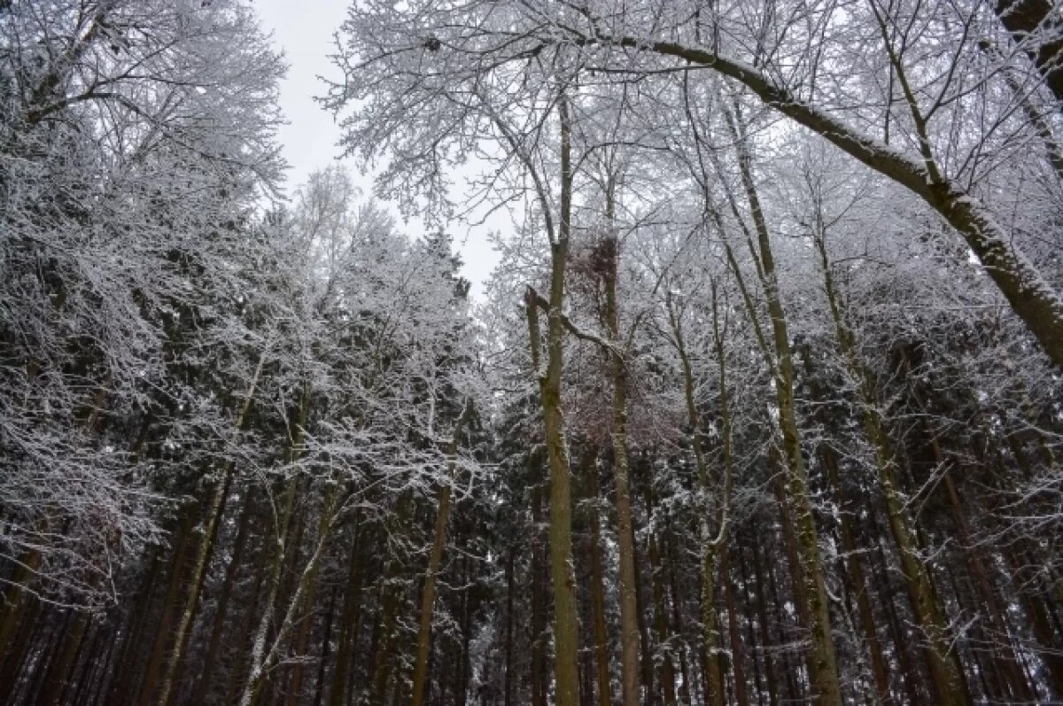    В Туле 12 января ожидается облачная погода и до -2℃