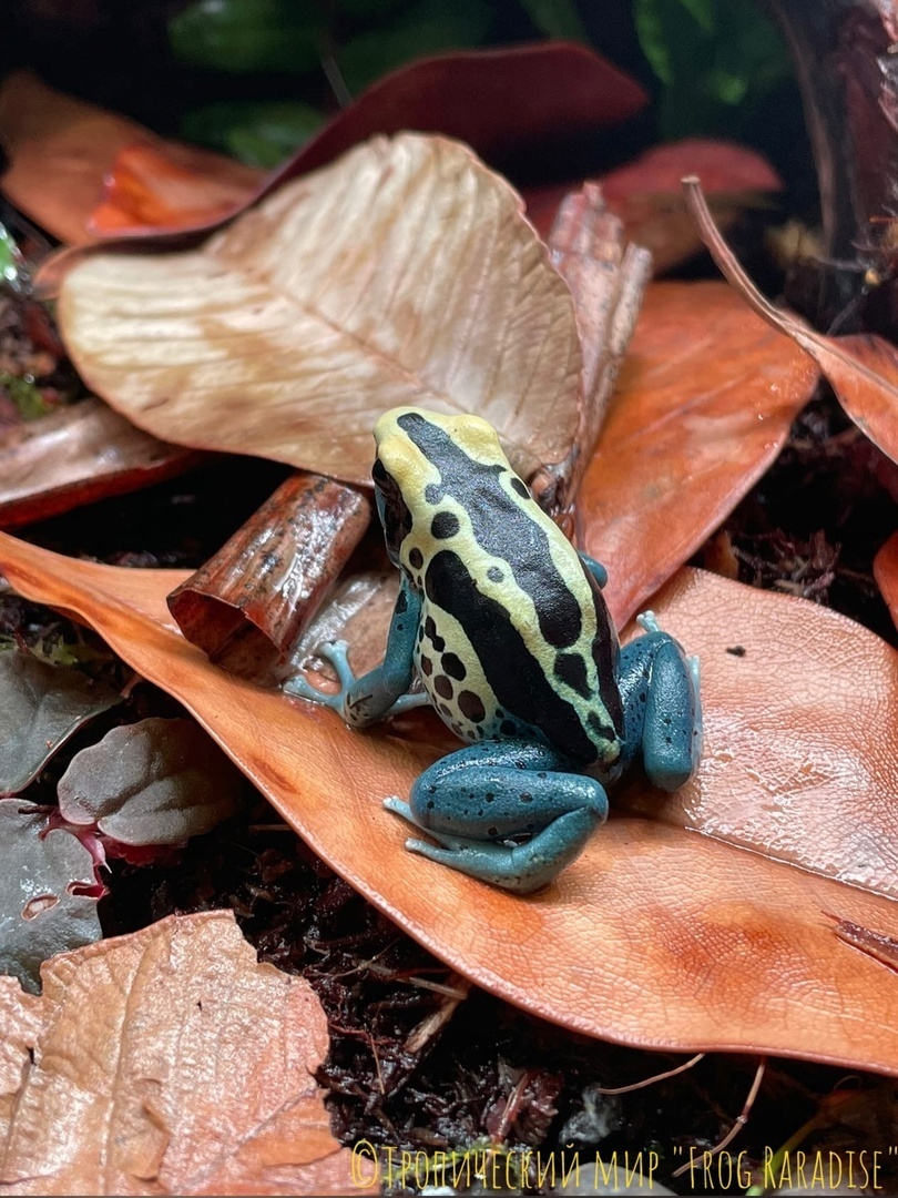 Dendrobates tinctorius «Patricia»