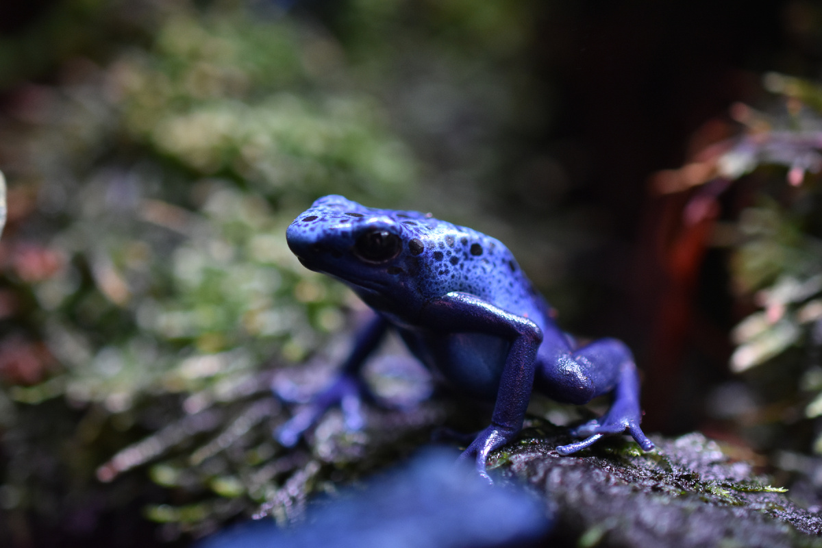 D. tinctorius «Azureus»