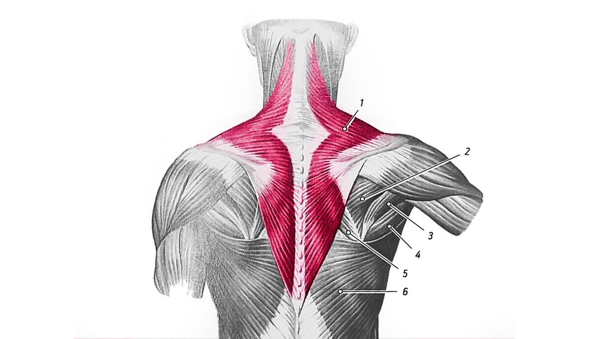 1 - трапециевидная мышца