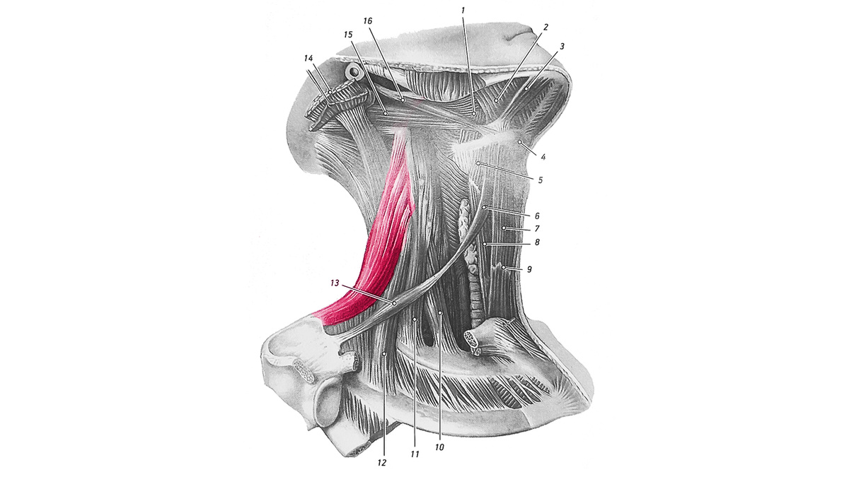 Мышца, поднимающая лопатку (выделена цветом)
