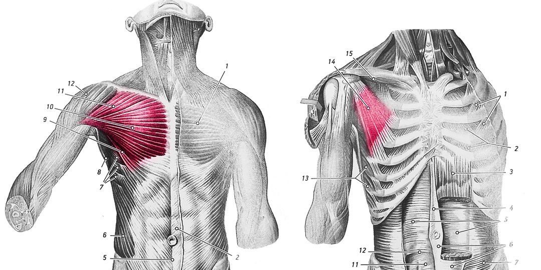 Какие мышцы нужно растягивать каждому