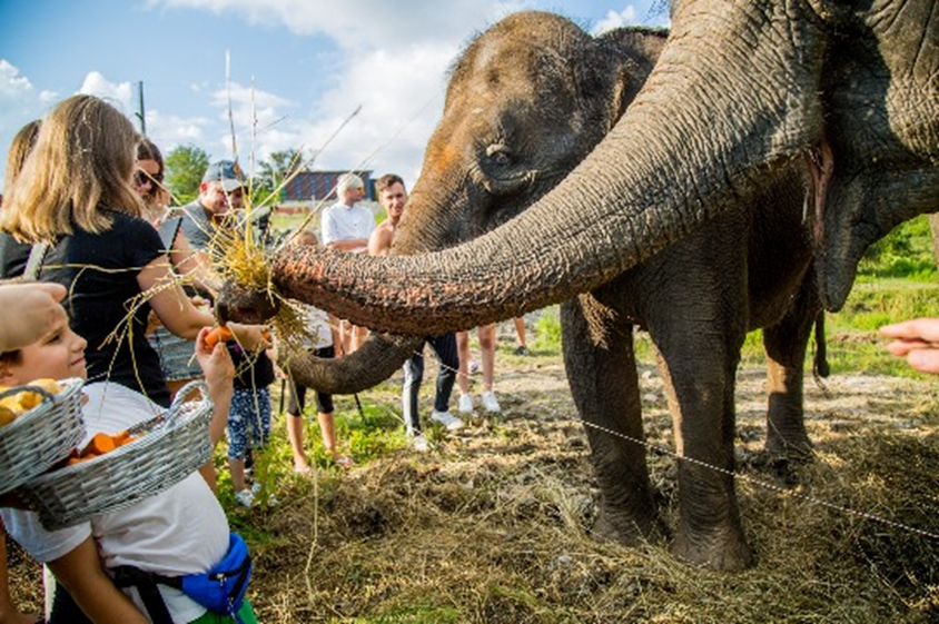 Посетители кормят слонов (фото взято из общедоступных источников)