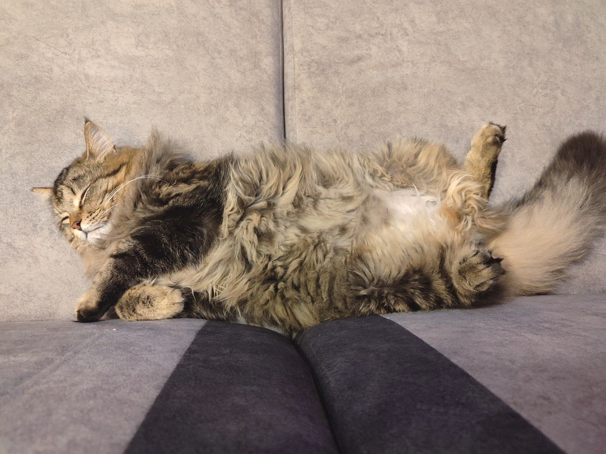 Кошка Масяна, которая оказалась котом