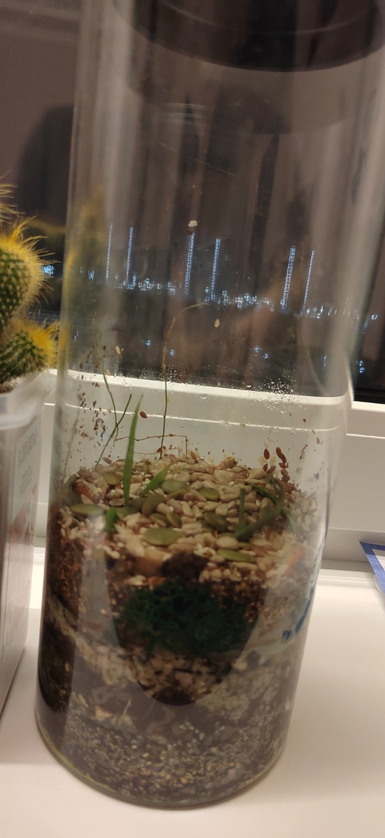 Фото делала не сразу, проросли какие-то веточки, и  покрылись плесенью.