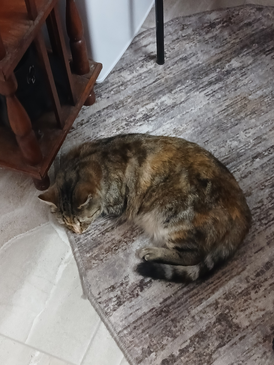 Кошка Ржавая