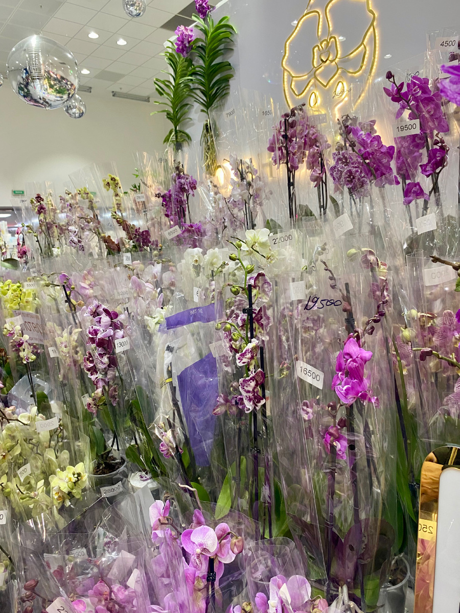 Орхидиум-2024
