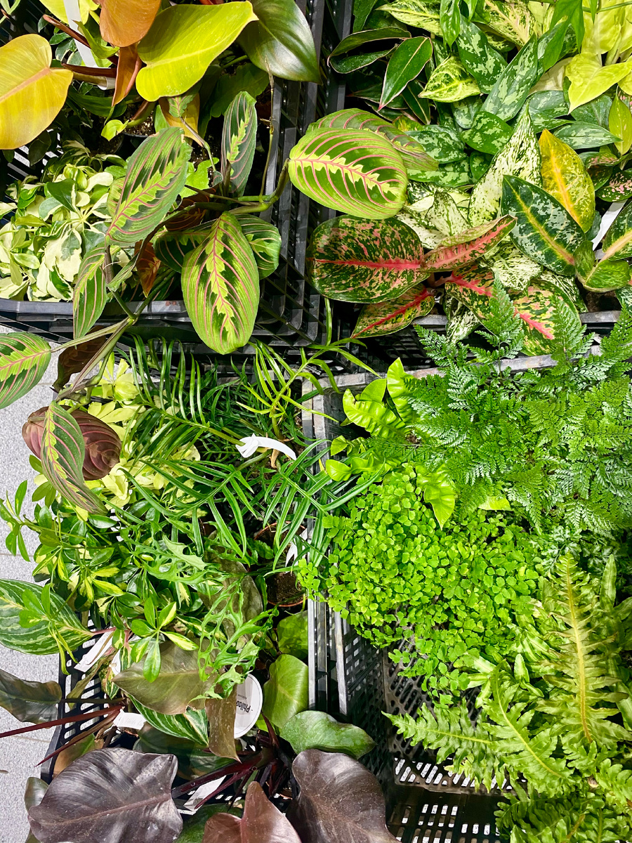 Орхидиум-2024