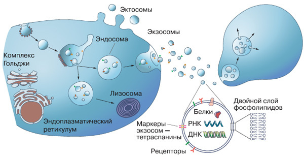 Образование экзосом и эктосом, передача их от клетки-отправителя к адресату. 