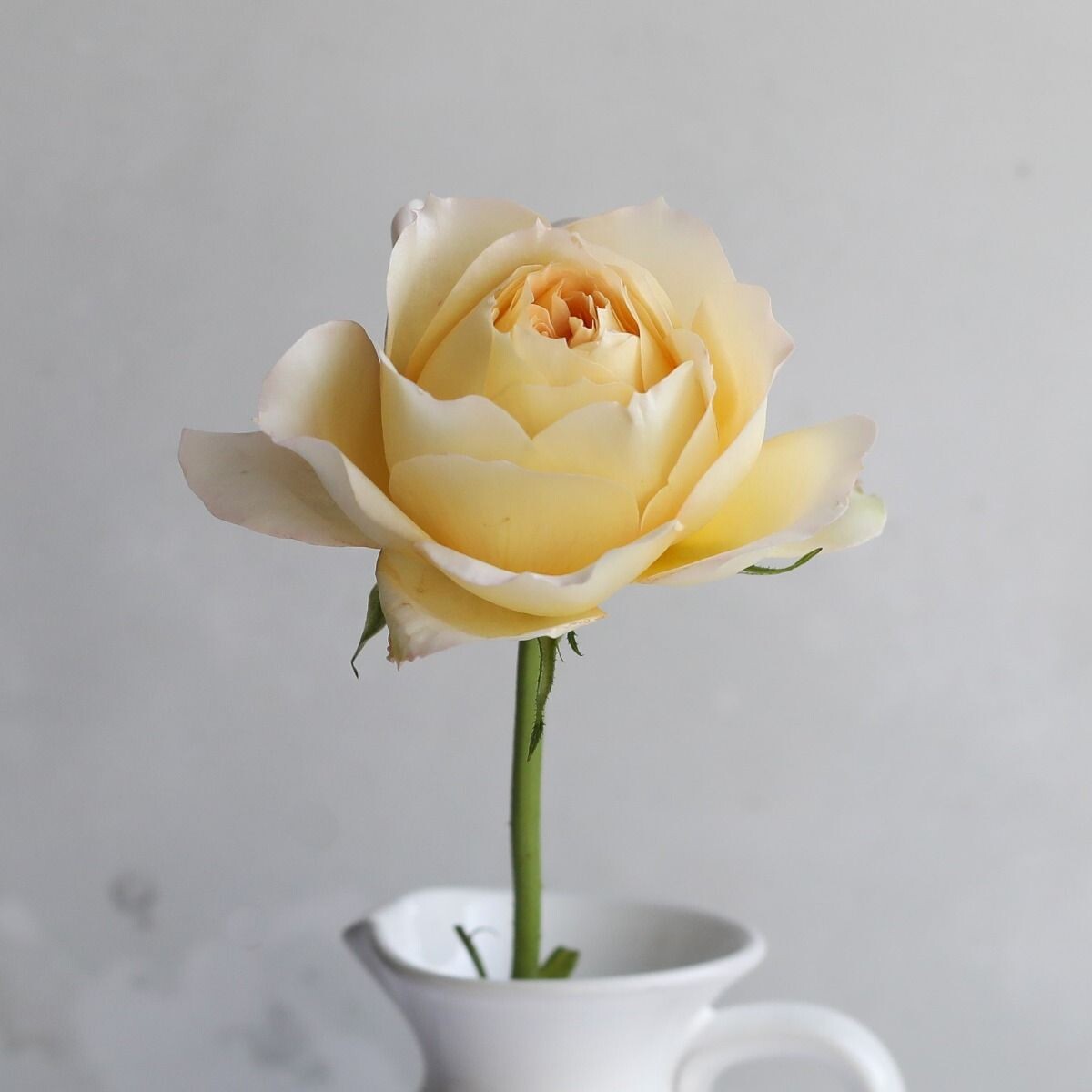 Фото Real Flower Company