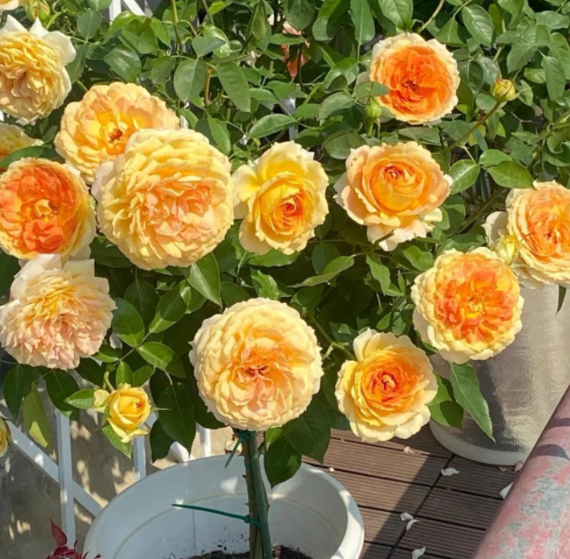 Фото Rose Explosion