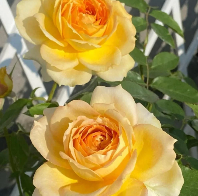 Фото Rose Explosion