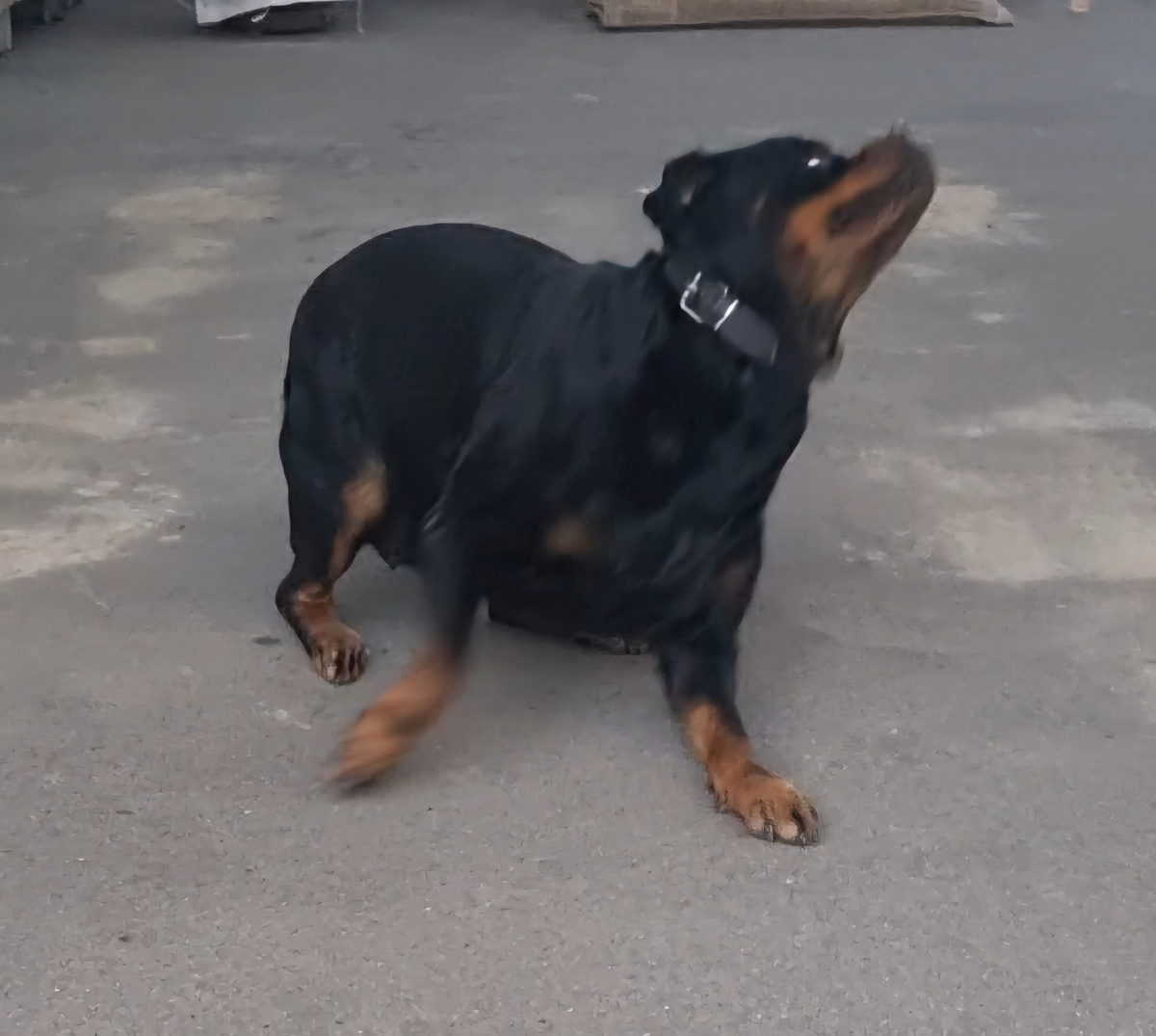 Попытка улететь с места! 🐧