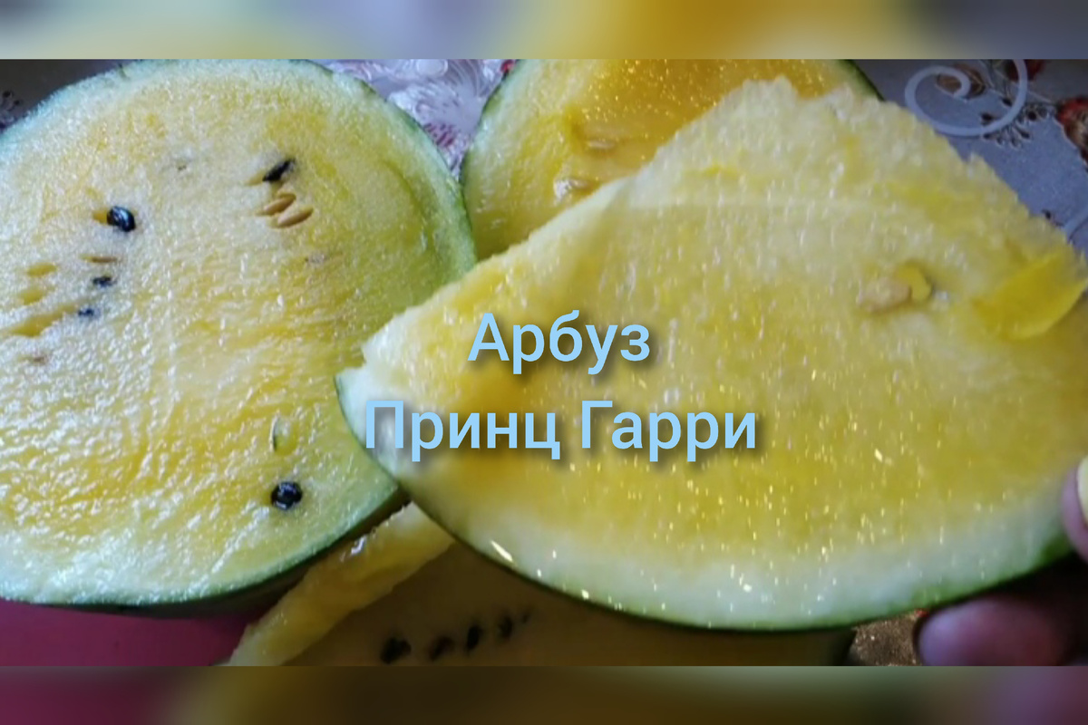 Арбуз принц Гарри, фото автора.