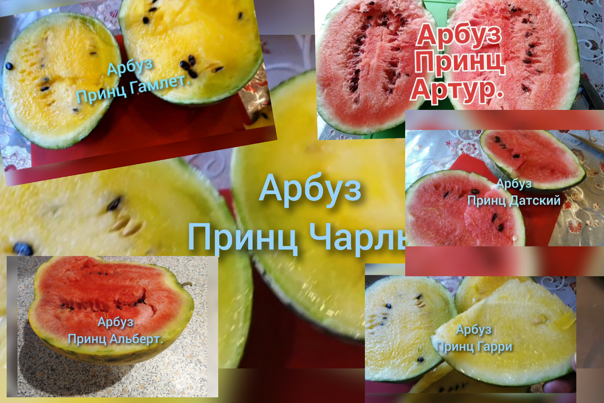 Арбузы принцы, фото автора.