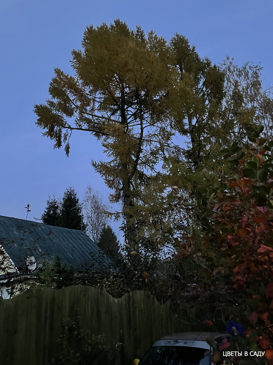 Мои две огромные лиственницы европейские, принесенные из леса еще в детстве (взгляд с улицы)