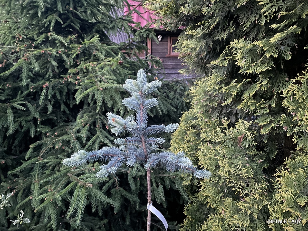 Одна из хвойных композиций в саду