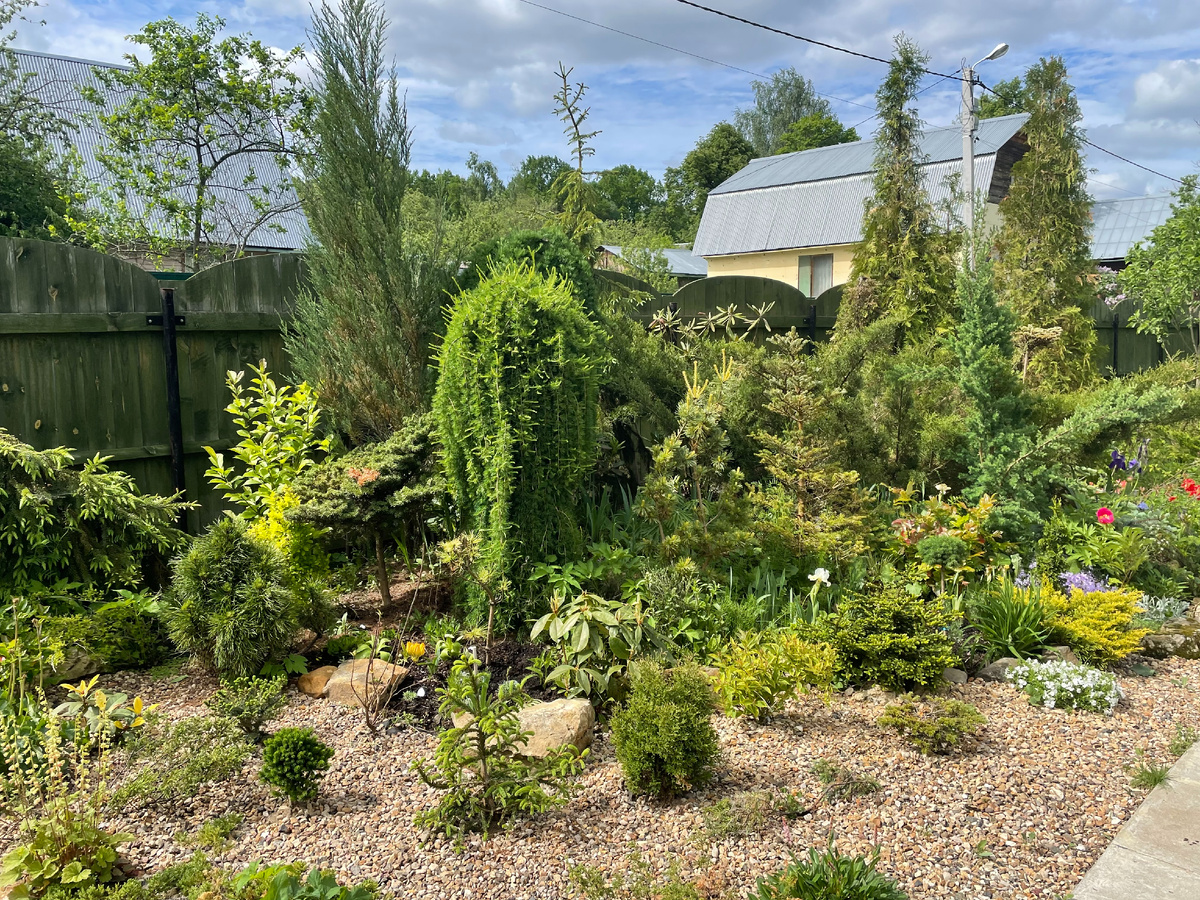 Алпийская горка в саду в конце мая - цветут карликовые ирисы и горочный пион Rose Gnom