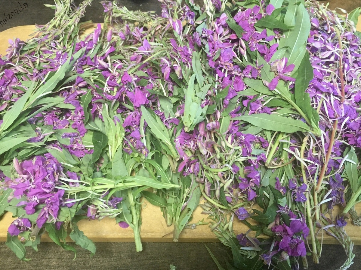 Верхушки кипрея. Фото автора.