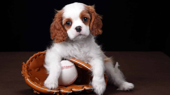    Как справиться со стрессом от трудностей, связанных с появлением щенка в доме: советы кинолога Андрей Бурков