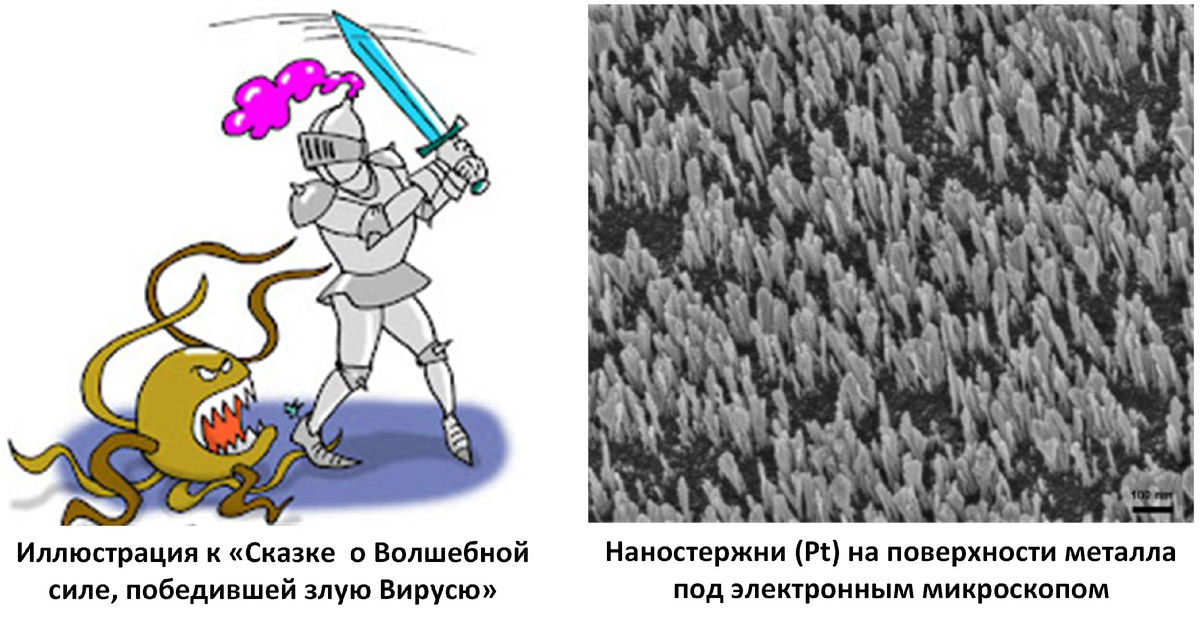 Источники изображения: Слева - https://vokrugknig.blogspot.com ; Справа - https://emlab.uconn.edu/  Bioscience Electron Microscopy Laboratory,  University of Connecticut