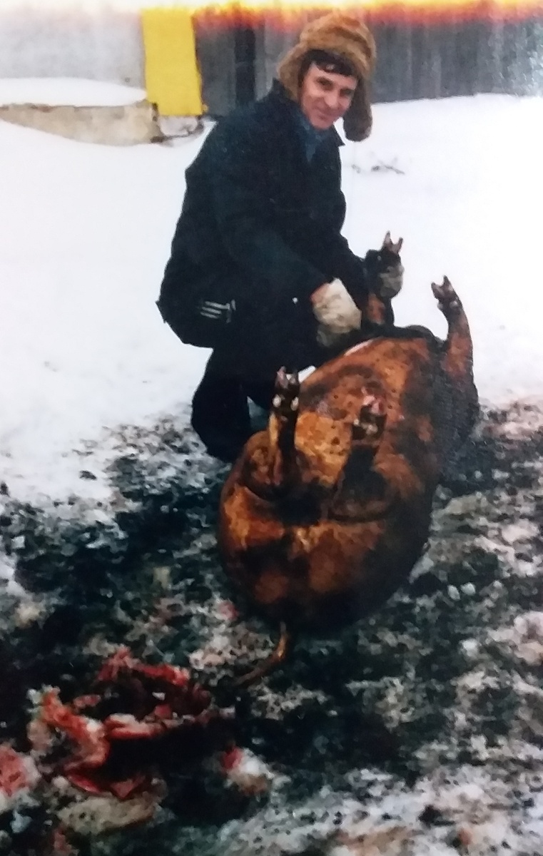 Это мой супруг, старший сын Володя, помогает деду обрабатывать поросенка. Фото автора.