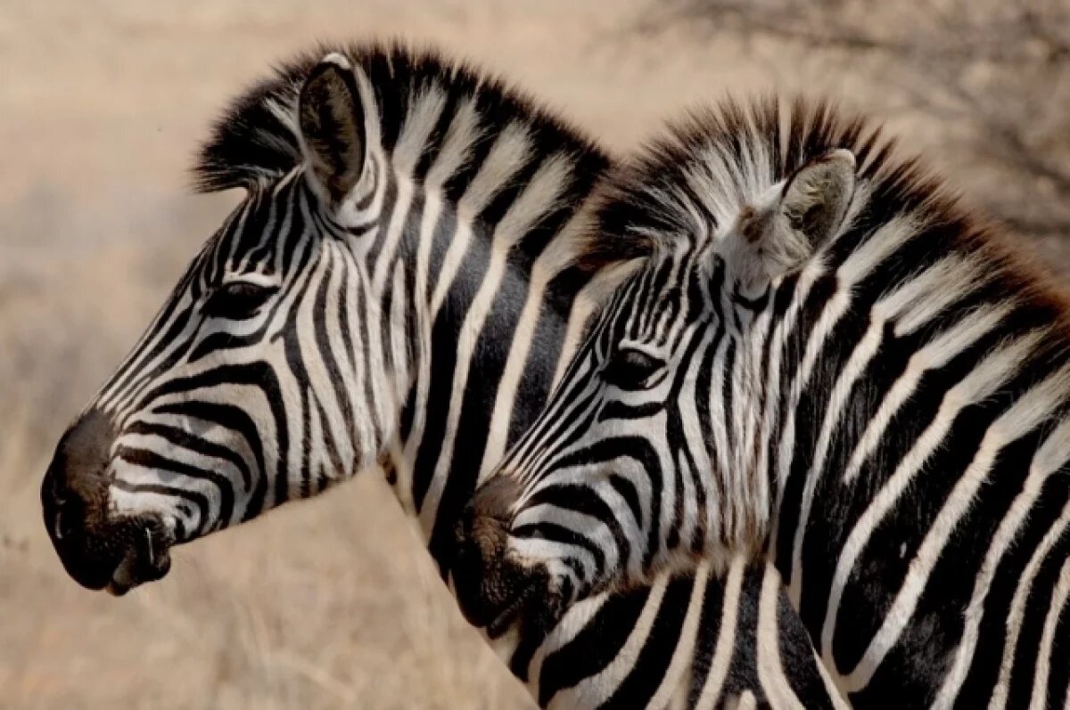    Шесть зебр погибли при пожаре в зоопарке Белгородской области
