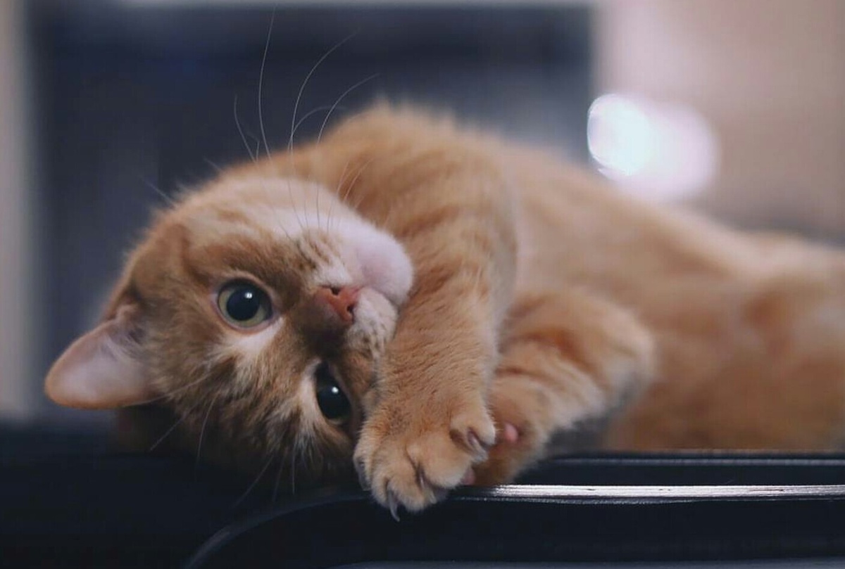 источник Яндекс-картинки