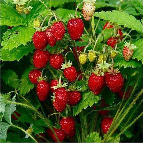 из открытых источников