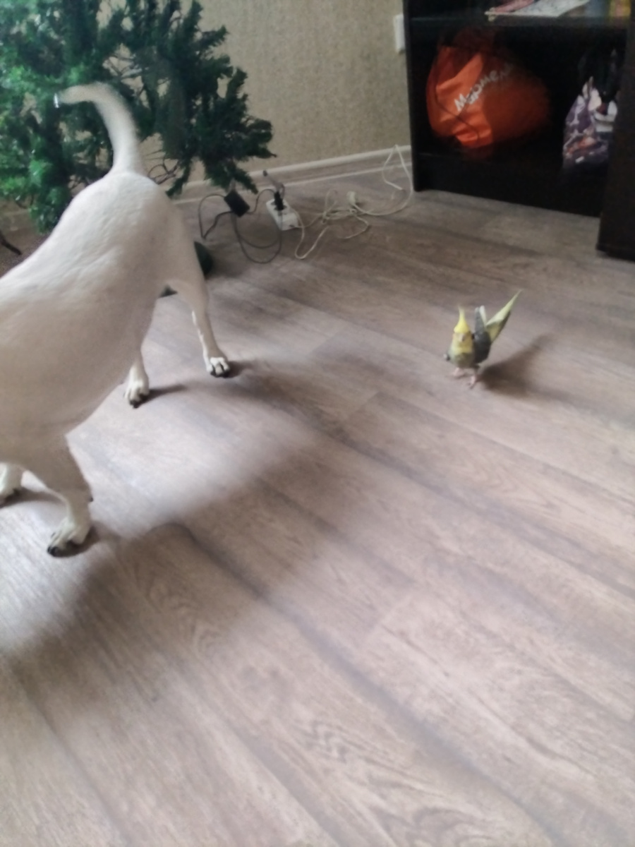 Татоша на прогулке 