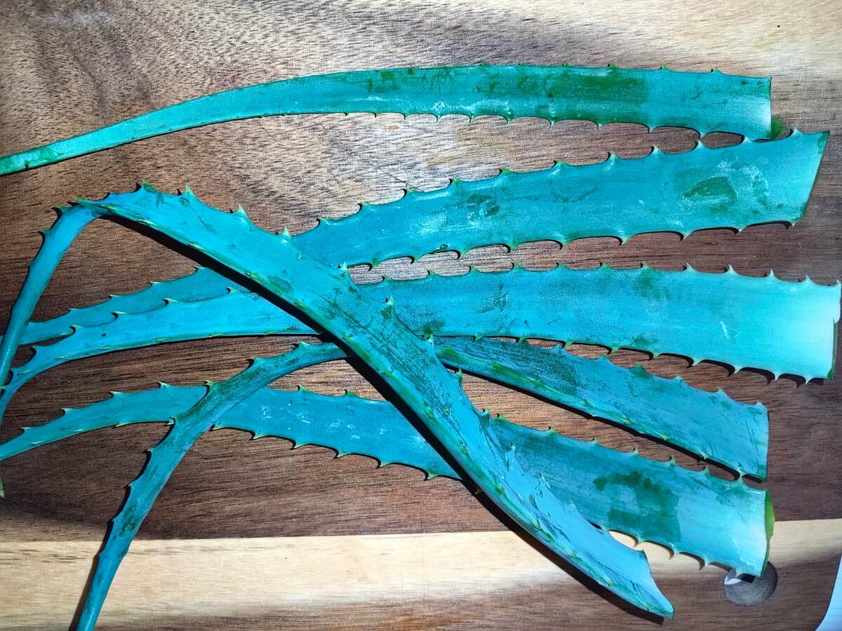 Фото Натальи Мироновой