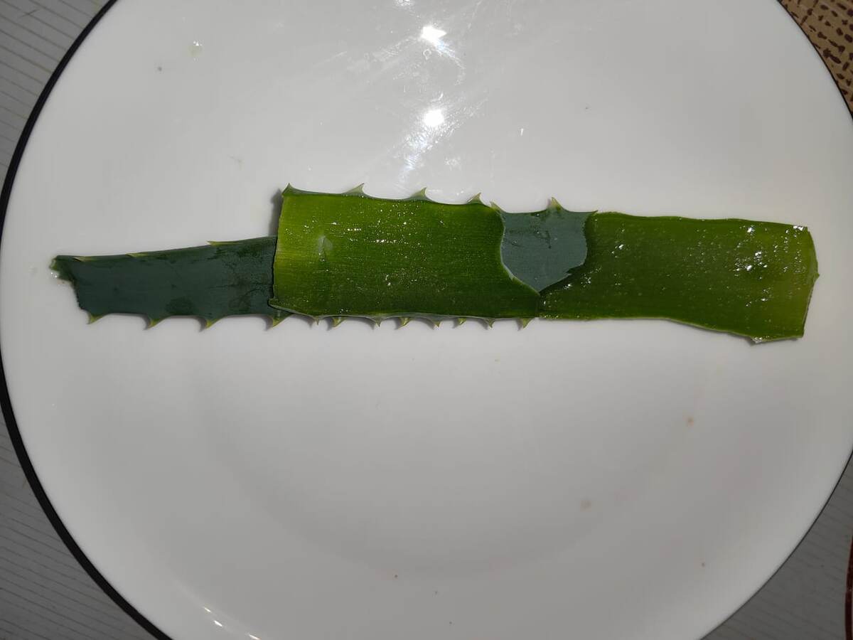 Желеобразный сок из алоэ можно выскребать ложечкой. Фото автора 